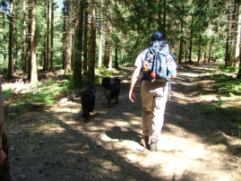 Voldoende schaduw in de bossen.