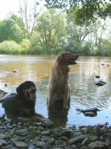Lekker afkoelen in de Ourthe.