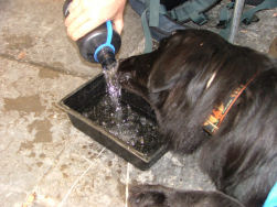 Wees gerust, ook de baasjes lesten hun dorst!