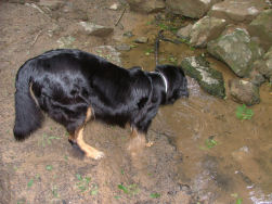 De dorstigen laven na het klimmen en dalen!