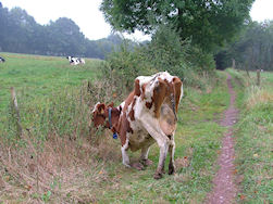 Deze is even lui als Jadzea...