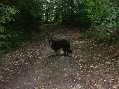 Aiko duikt de bosen in...