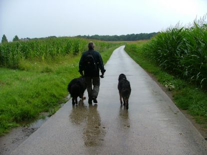 Betonbaan door het maisveld.