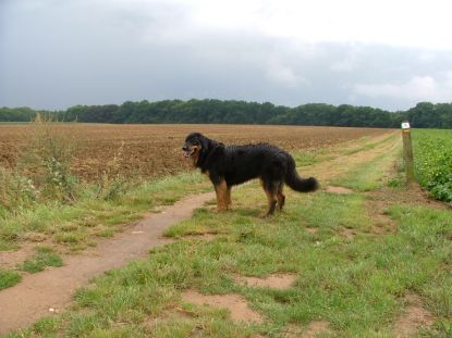 Dwars door het patattenveld..