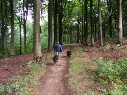 Hossen door de bossen...
