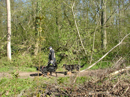 Tot rust komen in de bossen.