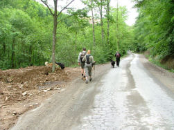 Eindelijk kunnen de hondjes vrij rondlopen!