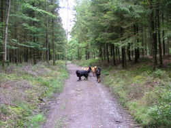 De drie musketiers in de vrije natuur.