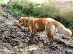 Hovawart of varken? Elmo!