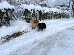 Axel? Wa is da wit onder mijn poten?