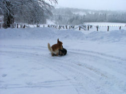 Rollebolle in de sneeuw op de parking.
