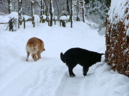 Hovawartjes in hun element.