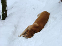 Sneeuwploeteren, d� bezigheid van Axel!