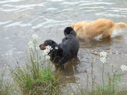 Matisse en Elmo vinden het water heerlijk!