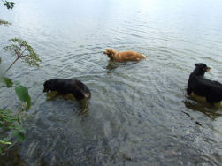 Gelegenheid te over om te zwemmen en te drinken.