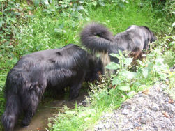De hondjes vonden dan toch nog water!