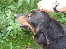 Jadzea brengt wat zaden aan de dijk...