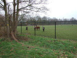 Enkele lamas komen ons begroeten.