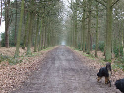 E�n van de schier eindeloze dreven...