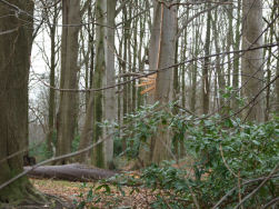 De laatste storm maakte hier een slachtoffer.
